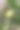 巴巴里无花果图片下载