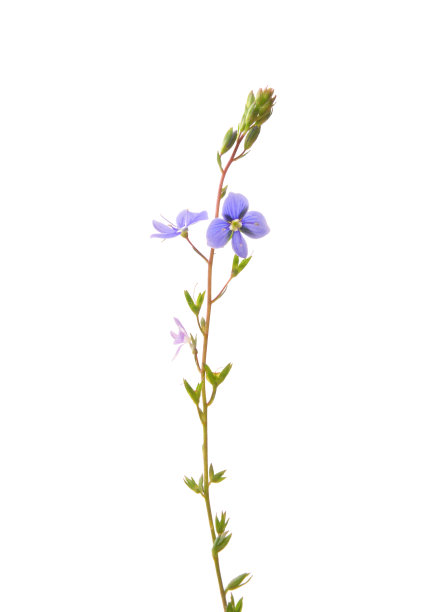 德国speedwell (Veronica chamaedrys)图片下载
