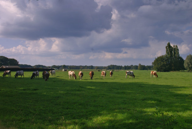 荷兰的奶牛景观图片下载