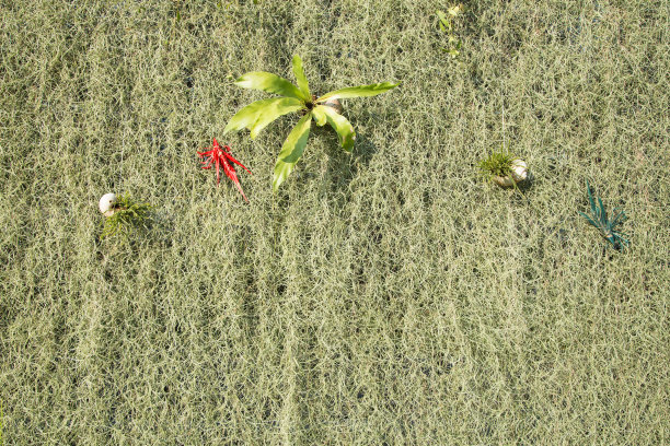 植物和花卉作为背景在公共公园图片下载