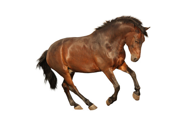 棕色的马在白色的马上奔驰图片下载
