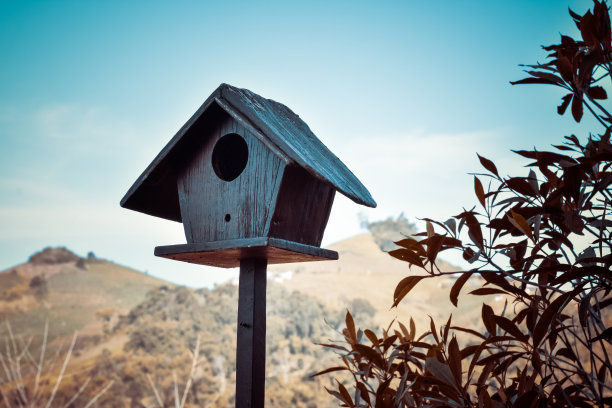 公园里的木巢。图片下载