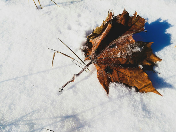 枫叶落在洁白的雪地上图片下载