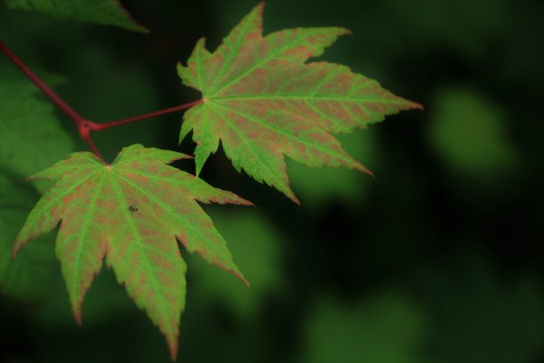 葡萄树枫叶图片下载