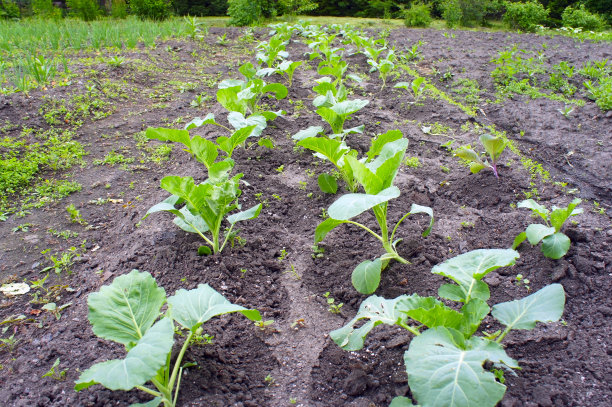 春天园子里种满了卷心菜苗图片下载