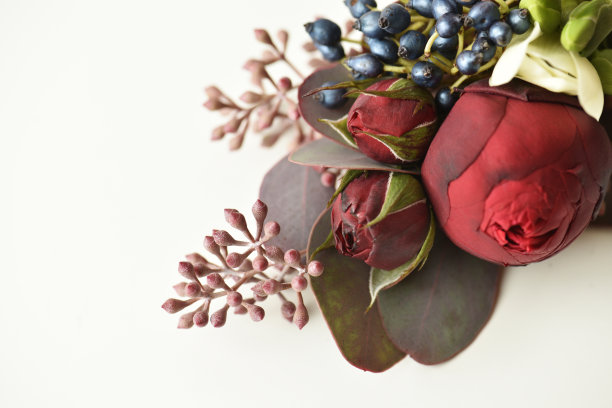 花蕾中的微型红玫瑰，孤立在白色背景上。图片下载