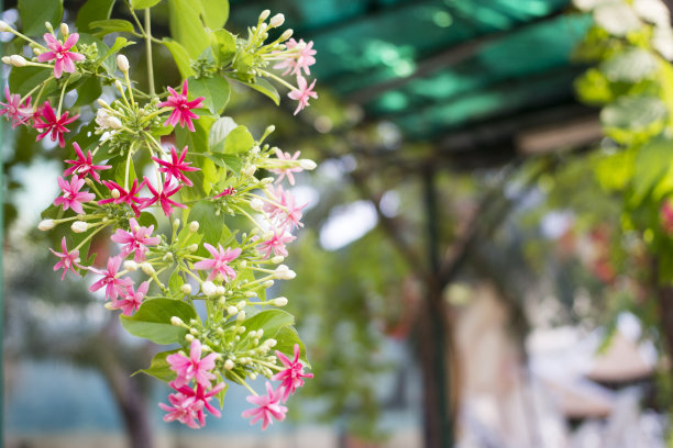 金银花图片素材ID：128788516