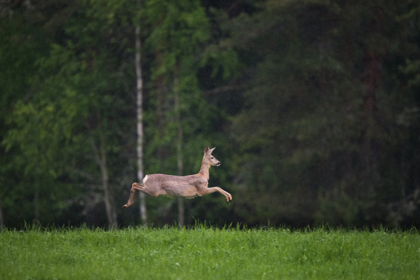 狍跳图片下载