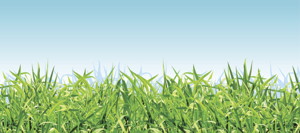 碧蓝的天空衬托着浓绿的草图片下载