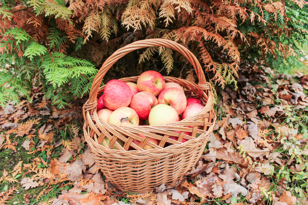 苹果的土司。图片下载