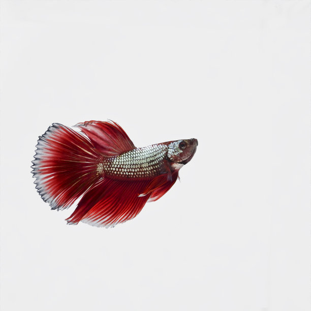 暹罗斗鱼，斗鱼图片下载