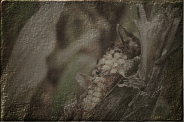 玉米棒子图片下载