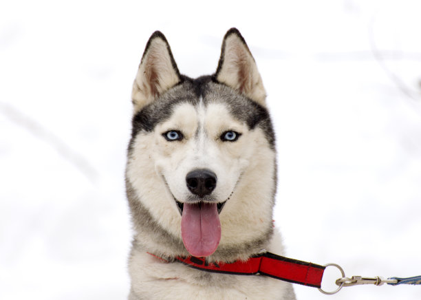 西伯利亚雪橇犬。图片下载