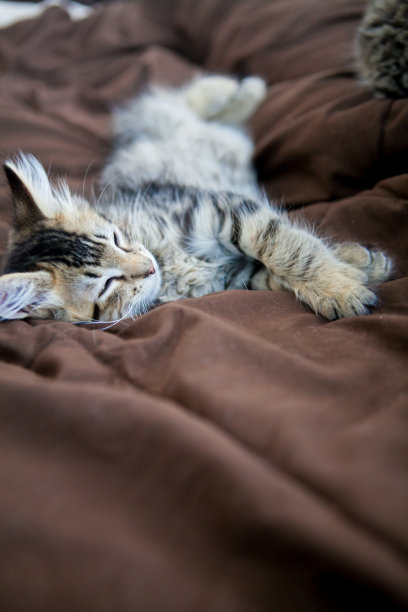 竖灰色虎斑猫睡觉图片下载