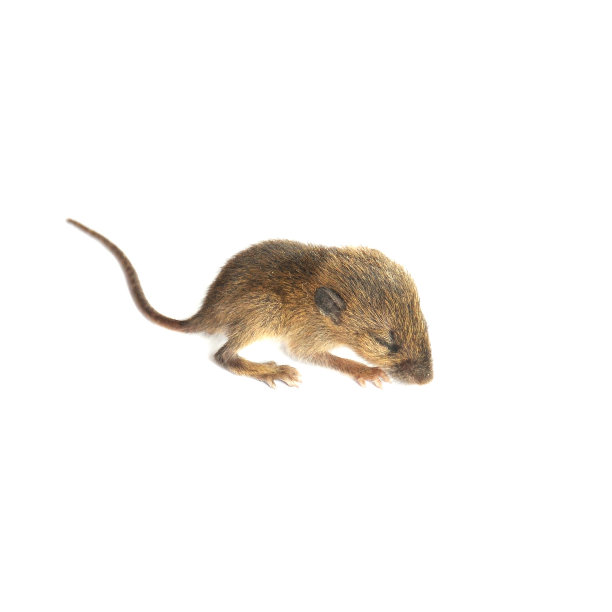 小老鼠图片下载