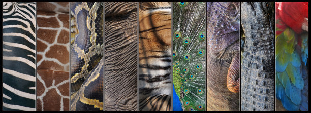 动物毛皮图片下载