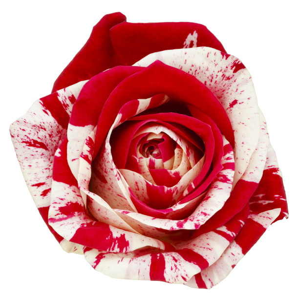 红白玫瑰图片下载