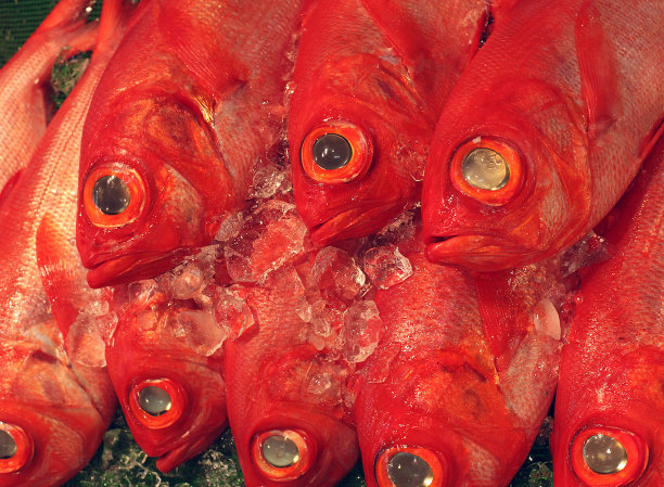 新鲜的鱼图片下载