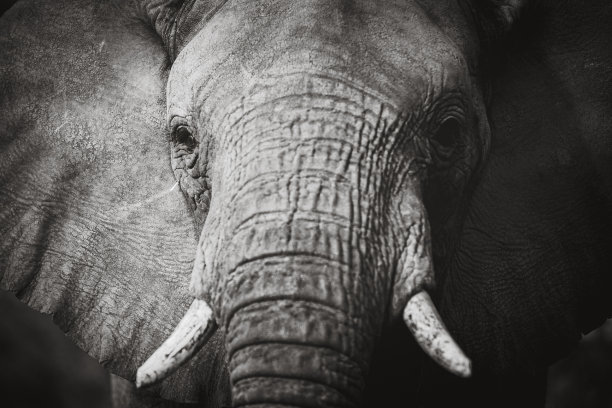 大象的肖像图片下载