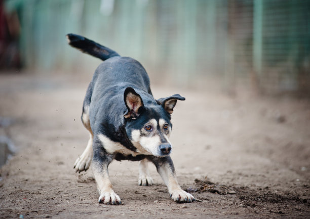 有趣的狗玩图片下载