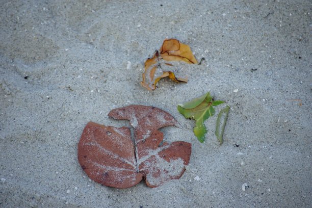 红树林的叶子图片下载