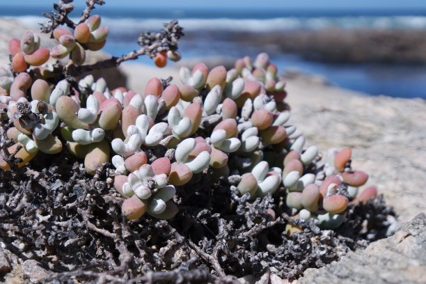 西海岸灌木图片下载