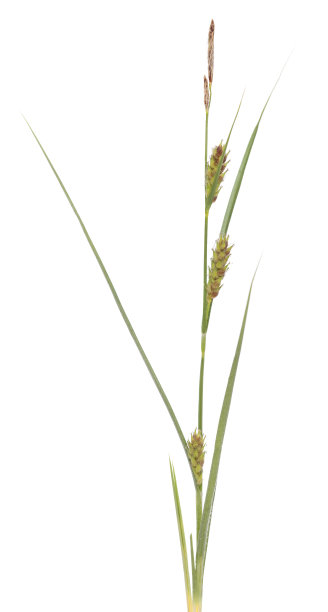 苔属植物hirta图片下载