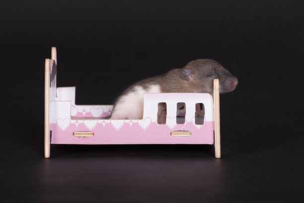 老鼠宝宝睡在婴儿床里图片下载