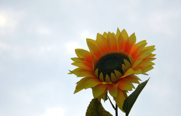 太阳的花图片下载