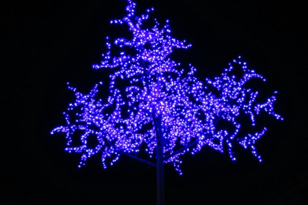 夜间在蓝光下闪闪发光的树图片下载