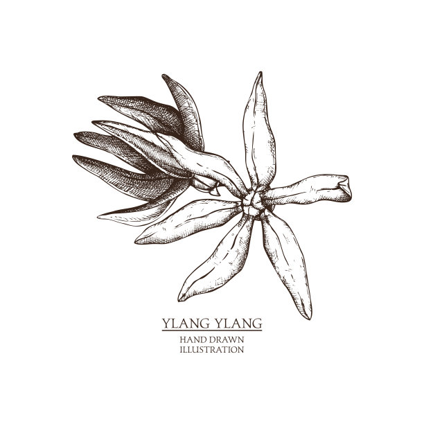 矢量手绘图的cananga树-依兰依兰树。图片下载