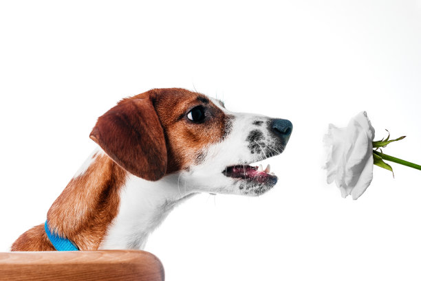 小狗杰克罗素梗和一朵玫瑰图片下载