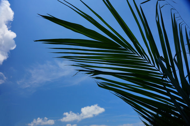 阳光斑驳棕榈叶在热带海滩前图片下载