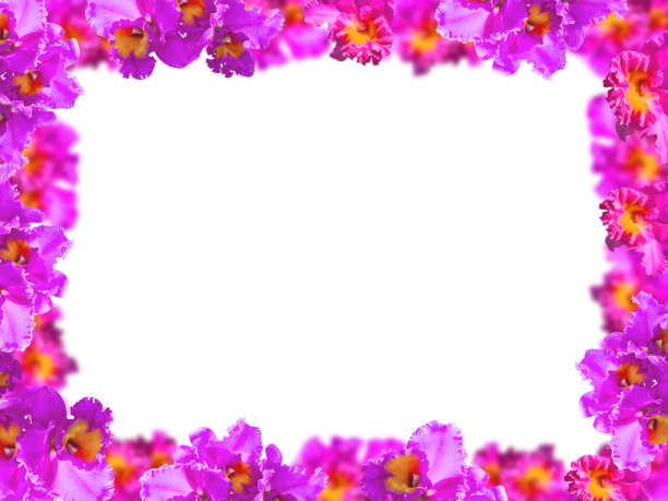 美丽的粉红色兰花框架图片下载