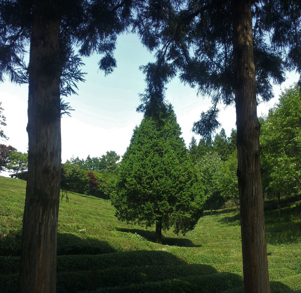 高大的树和绿茶农场，在Boseong，韩国图片下载