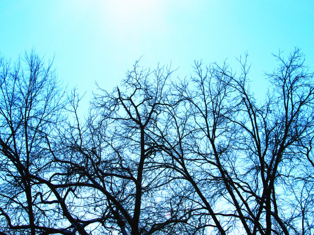 蓝天上的冬天的树图片下载
