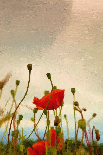 罂粟花田图片下载