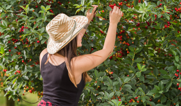 女孩摘樱桃图片下载