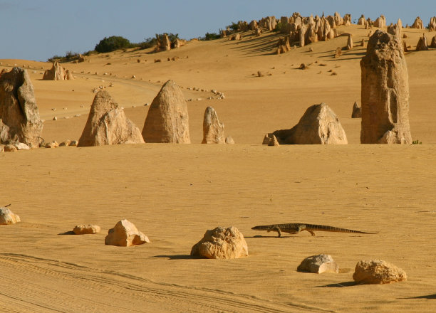 尖塔蜥蜴图片下载