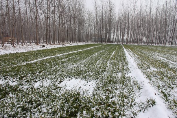 大雪覆盖了农村的麦田图片下载