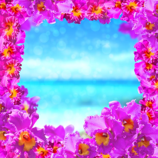 美丽的粉红色兰花框架图片下载