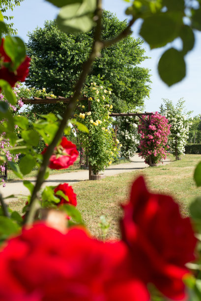 玫瑰乔木图片下载