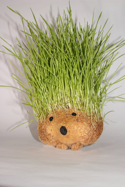 小麦刺猬图片下载