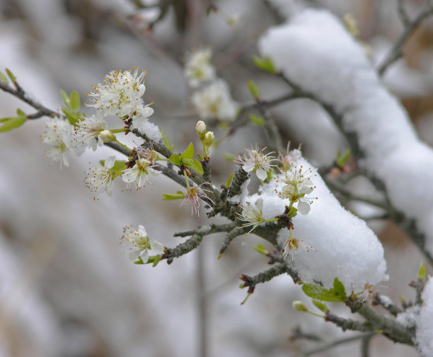 雪中梅花图片下载