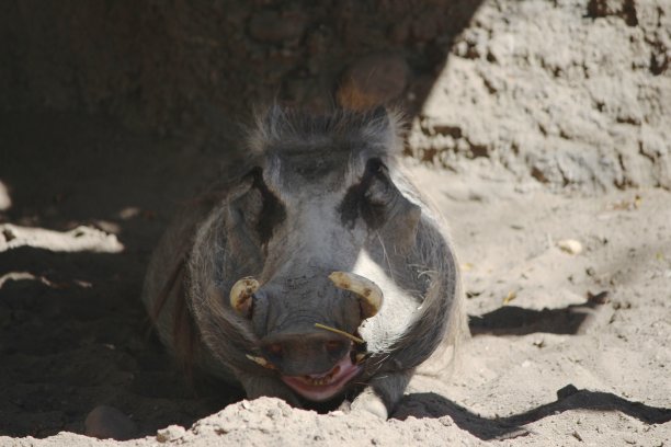 微笑的疣猪图片下载