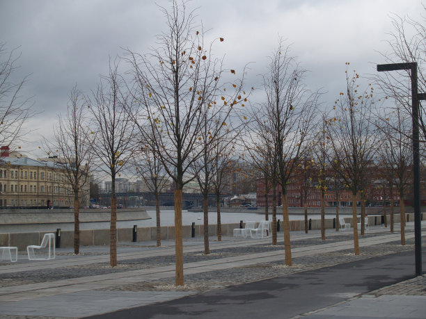 秋天的树图片下载