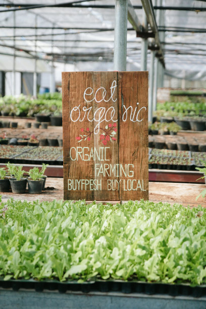 水培蔬菜。图片下载