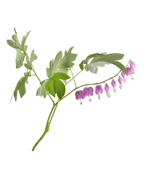 软心肠的花图片下载