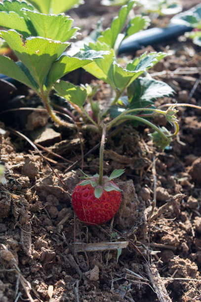 草莓落在地上。图片下载
