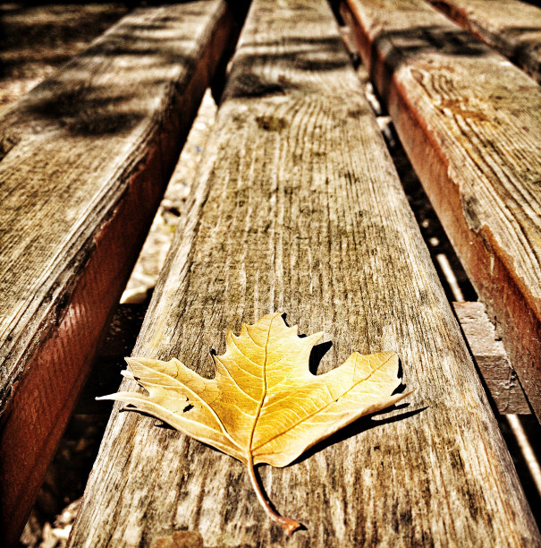 黄色的叶子在木桌上图片下载